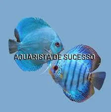 Capa: Download Aquarista de Sucesso Completo [2021]