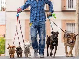 Capa: Curso Dog Walker: Baixar Completo | Passeio com Cachorros