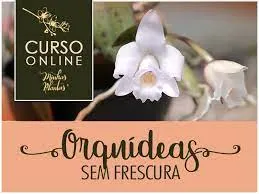 Capa: Orquídeas sem Frescura Carol Costa: Baixe o Curso Completo Agora!