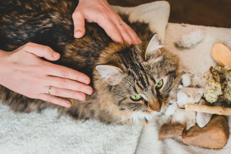 Capa: Massagens para Gatos com Julieta Viano: Download Rápido e Completo