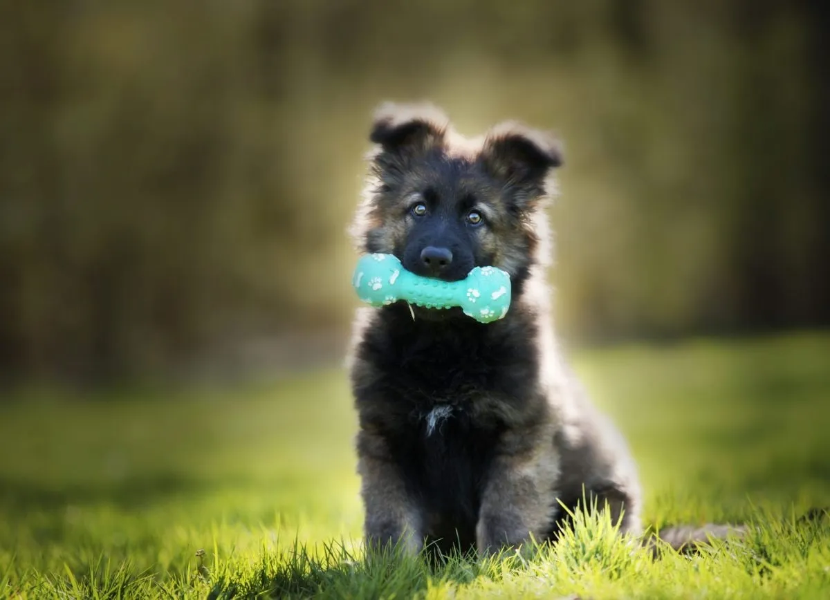 Capa: Baixar Adestramento Bom Pra Cachorro: Curso Completo Download Rápido