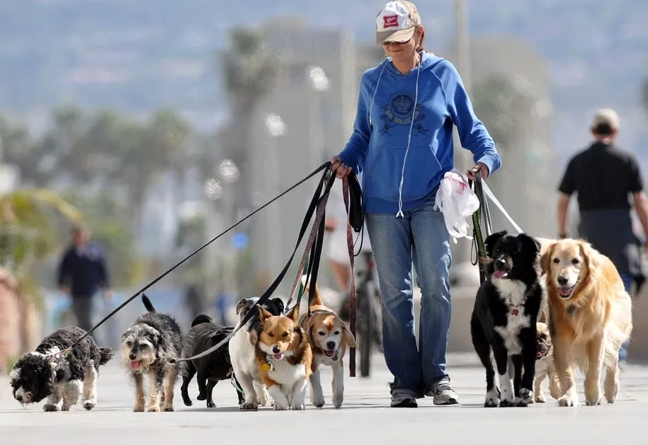Capa: Baixar Curso Dog Walker Walker Dog: Domine Passeios Caninos