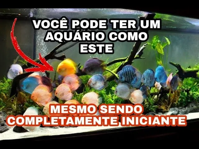 Capa: Aquarista de Sucesso Marcos Alvarenga: Baixar Curso Completo