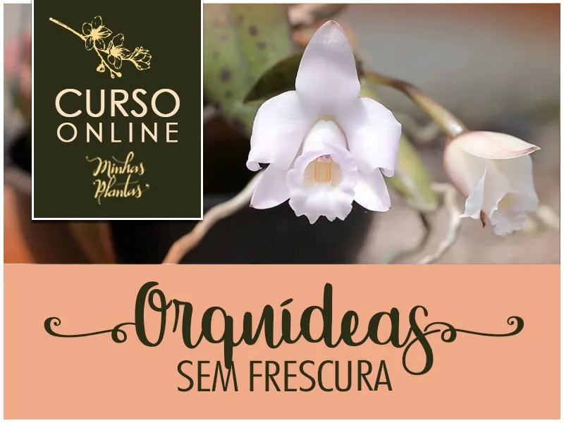 Capa: Orquídeas sem Frescura Carol Costa: Download Curso Completo